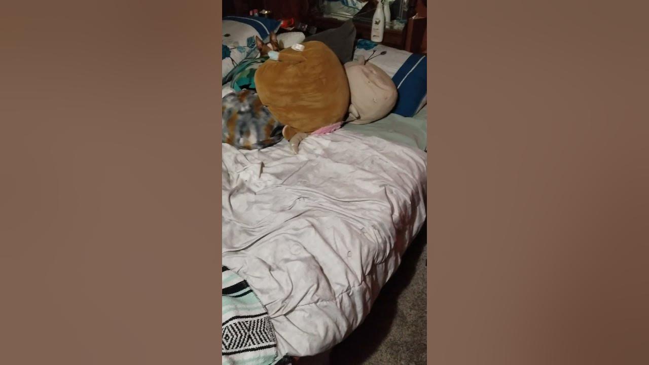 waterbed wave action and Siberian husky laying on floor YouTube