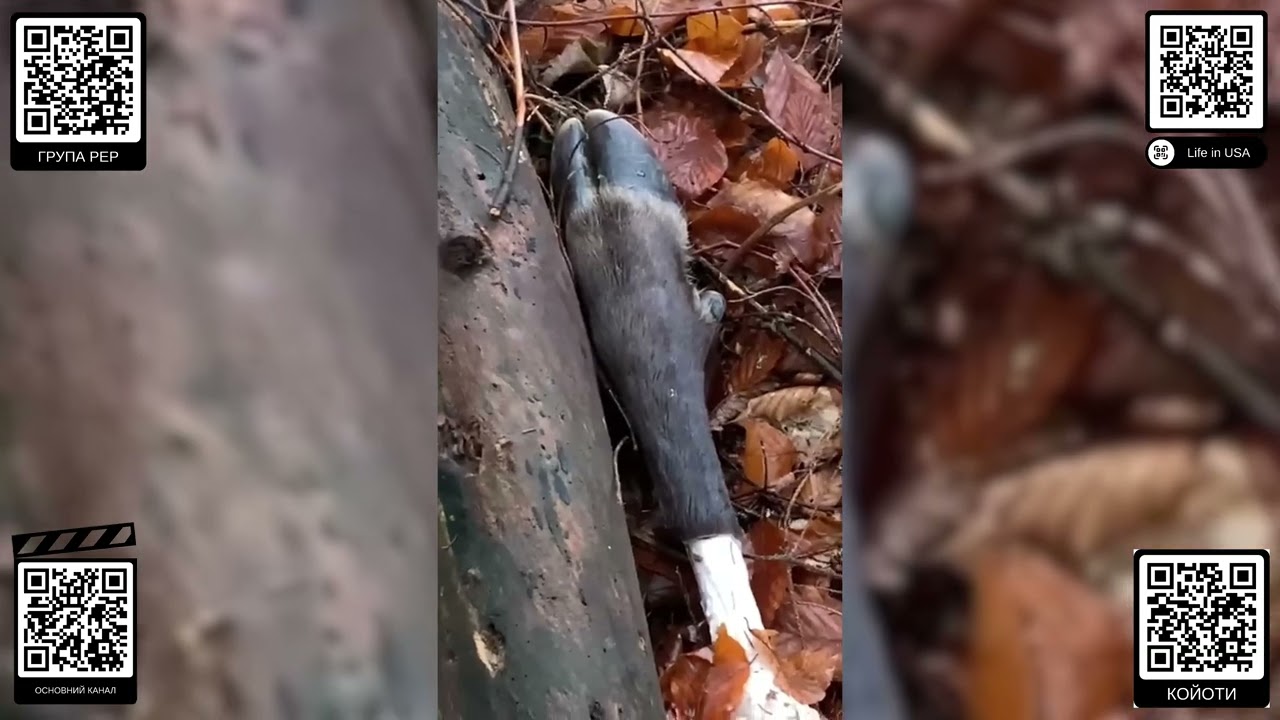 Как выглядит путь в Румынию: реальный опыт двух парней