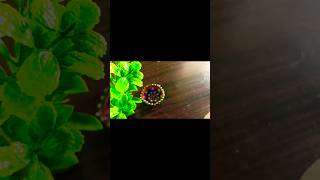 Diya Decoration Ideas #shortsfeed #shorts #short #ytshorts #diy #diyadecoration #viral #trending