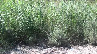 Zitaduckbaja122710.M2Ts