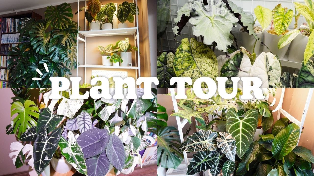 PLANT TOUR 🌱 / Moja kolekcja roślin / Sukcesy i porażki / Moje wszystkie rośliny / Przegląd roślin