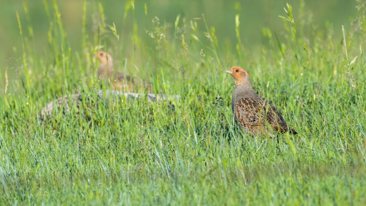 パートリッヂ #1 Hungarian Partridge ケープ パートリッヂ #1 Hungarian Partridge ケープ Grey Partridge