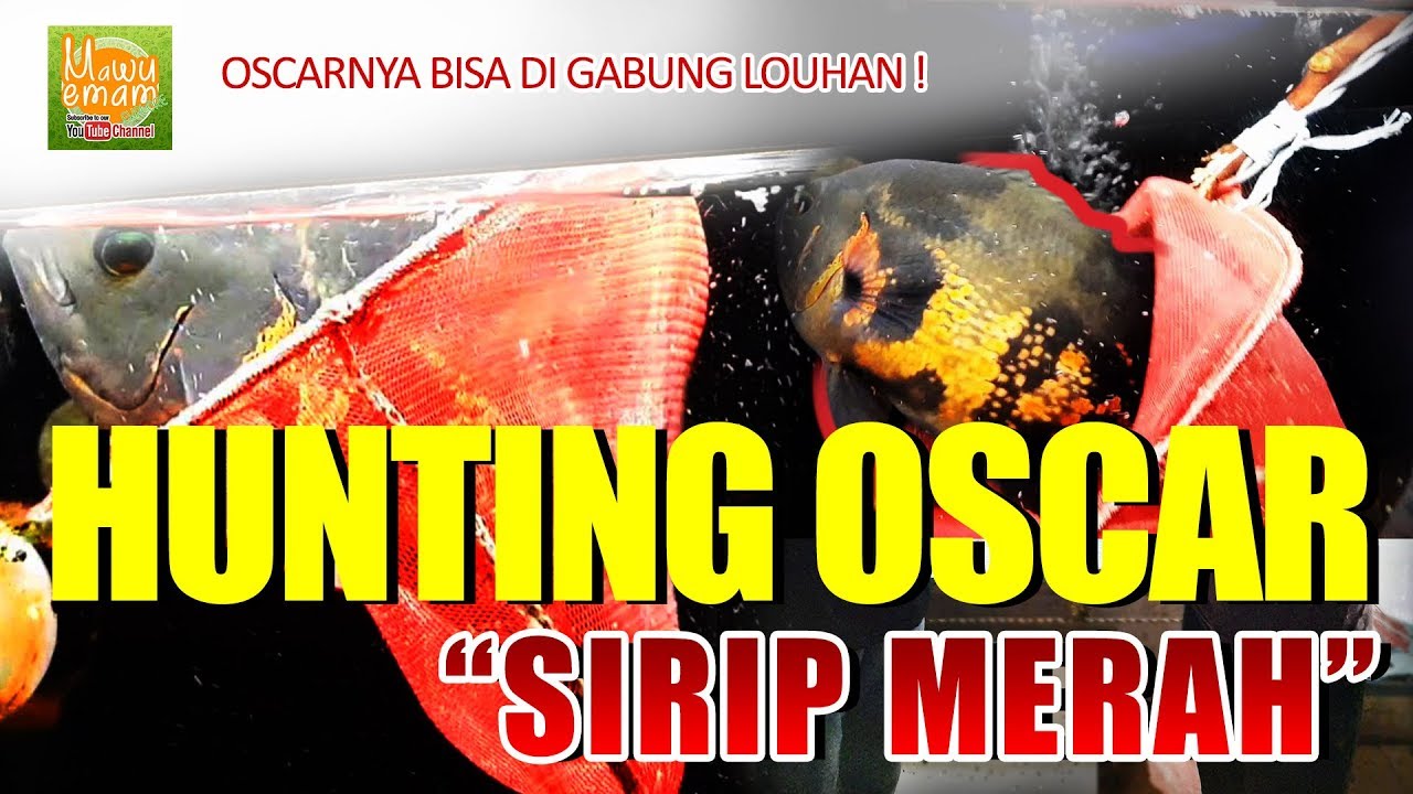 IKAN OSCAR sirip merah. gak berantem sama louhan gede !