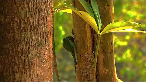 18007967-sd_640_360_30fps.mp4