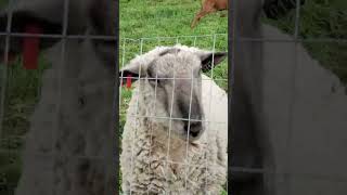 6 day old cow gamboling with joy, plus a ram tries to climb fence