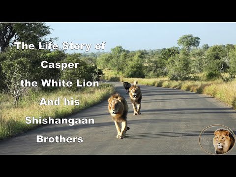 The Life Story Of Casper The White Lion And His Shishangaan Brothers
