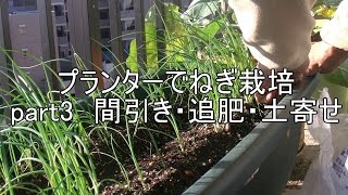 2015年　ネギを種から育てる　part３　間引き・追肥・土寄せ【初心者の家庭菜園】【プランター栽培】【マンション】