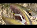 Catching brown trout with finesse rig’s,