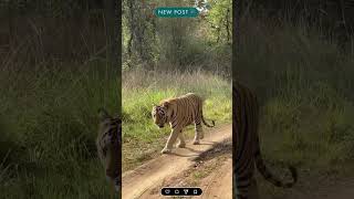 chota dadhiyal from tadoba junona buffar zon