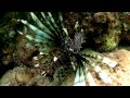 Lionfish Invasion Video from Conch Salad TV- Part 1: The Source and the Problem