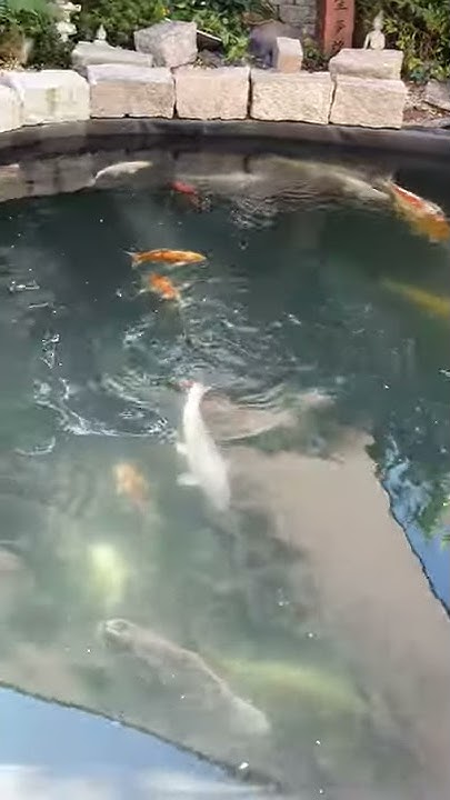 Koi im neuen Teich YouTube