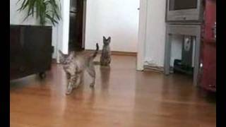 Mario and Cognac, Devon Rex  Tricks