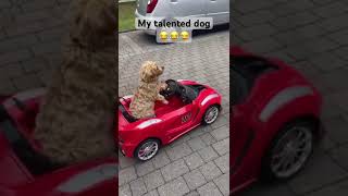 Dog driving a Ferrari #dogs  #ferarri  #dog #funny #norfolkterrier  #yorkshireterrier