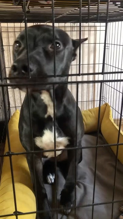 Дождалась меня🥰 ️ #pittime #питбуль #americanbul #собака #любовь # ...