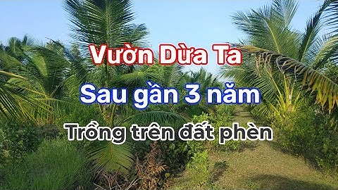 Vườn Dừa Ta sau gần 3 năm