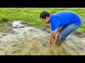 Unbelievable! Digging Underground to Find & Harvest Tons of Snakehead & Catfish