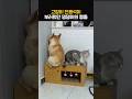고양이 전용석이 부러웠던 댕댕이ㅋㅋ