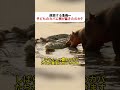 連鎖する危機… 子どものカバに何が起きたのか？ #サバイバル #動物の世界 #自然観察 #野生の記録 #生態系