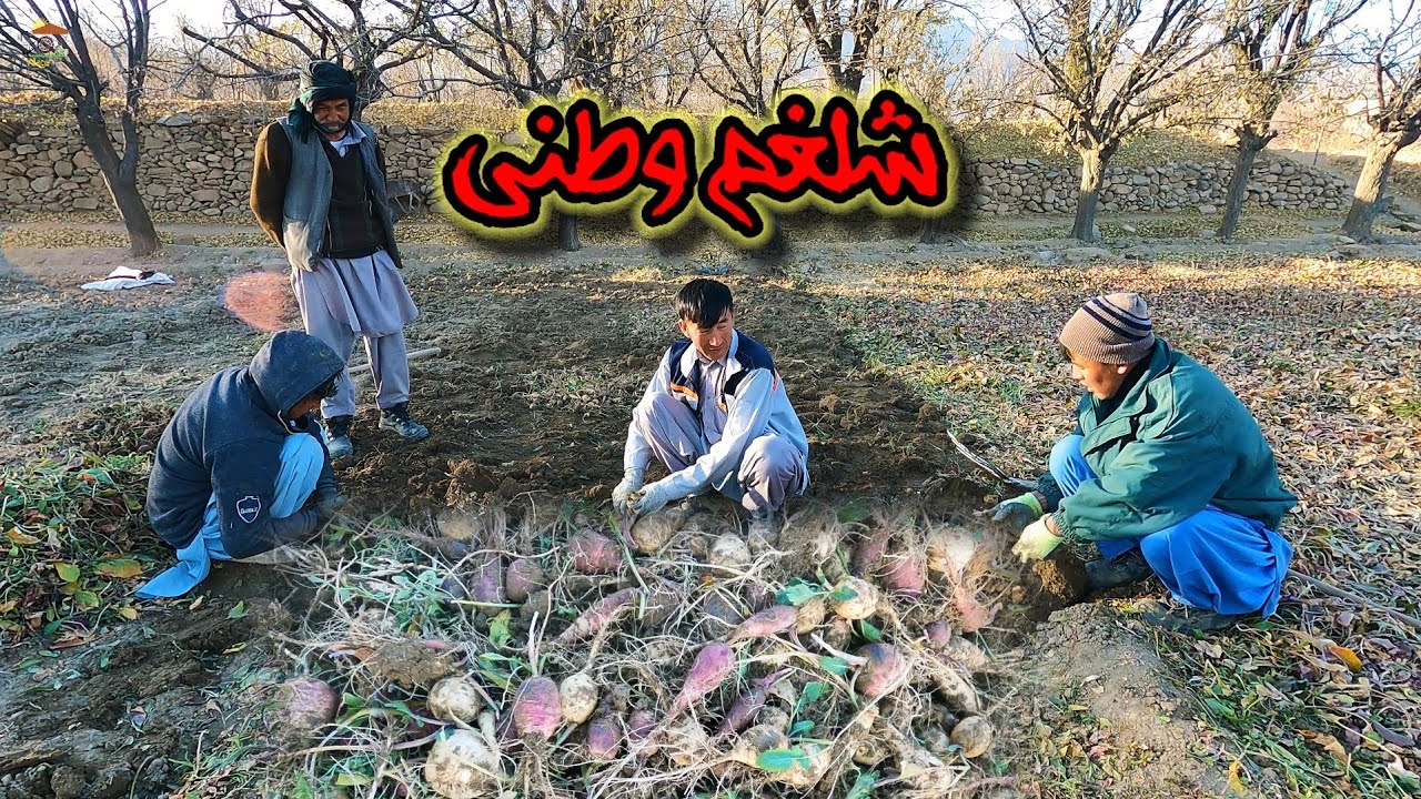 محصول که هم زمان در روز های سرد خزانی برداشت می‌شود.