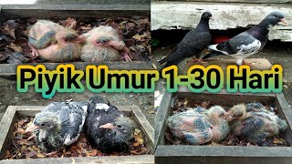 PERTUMBUHAN PIYIK MERPATI UMUR 1 HARI - 30 HARI. (Sampai Terbang).