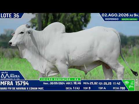 LOTE 36
