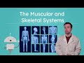 Understanding the Musculoskeletal System