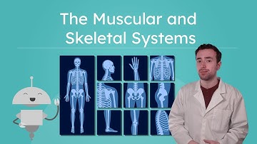 The Muscular and Skeletal Systems - How Our Bodies Move