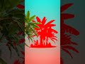 If possible, match the banana tree with the shadow. #shadow #banana #trees #challenge