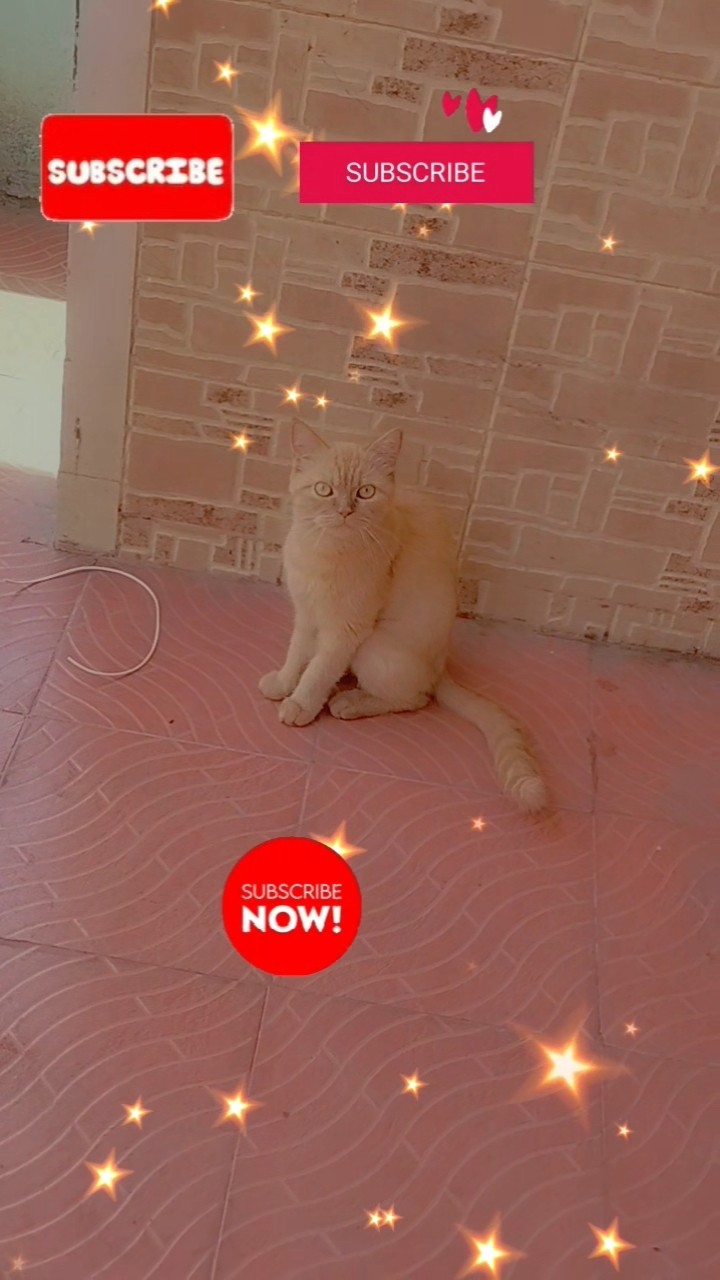 🐕செல்ல பிராணிகள் வீடியோ🐈 - ShareChat