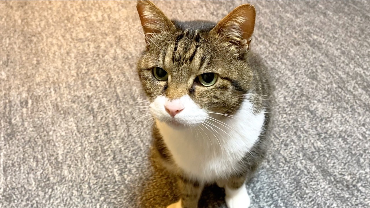 おみやげのカツオを食べたすぎて待ちきれない実家猫...