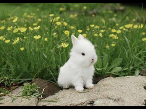 まるでぬいぐるみ かわいい子うさぎ大好き Cute Bunny 可爱小兔子 Youtube まるでぬいぐるみ かわいい子うさぎ大好き Cute Bunny 可爱小兔子 Youtube
