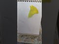 #How to draw kaner flower with a letter W#kaner#flower #art#postercolour #shortsfeed #youtubeshorts