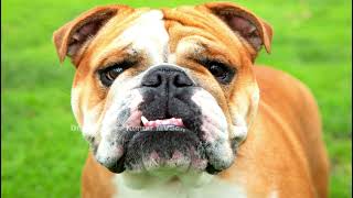 English bulldog breed by Dr.R.Kishore Kumar MVSc., 1,205 views 8 months ago 4 minutes, 47 seconds