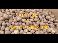 Картофельный кризис)Что с урожаем картофеля в России. What about the potato harvest in Russia.