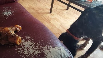 English setter eating bone