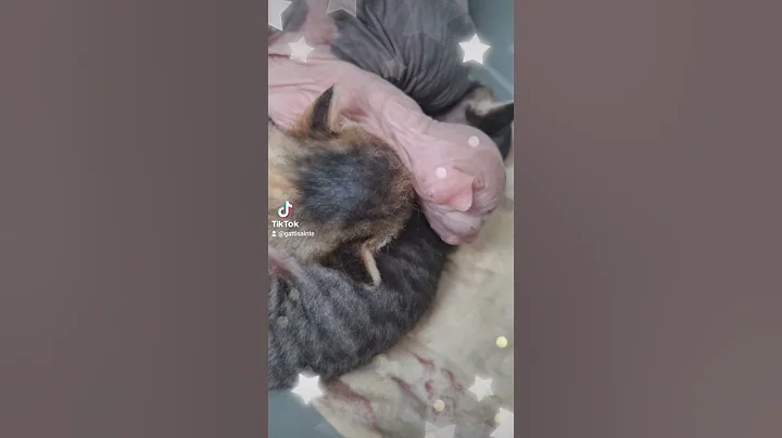 Video 11129641: kitten sphynx pets cute, sphynx love animals pets, cute sphynx baby kitten