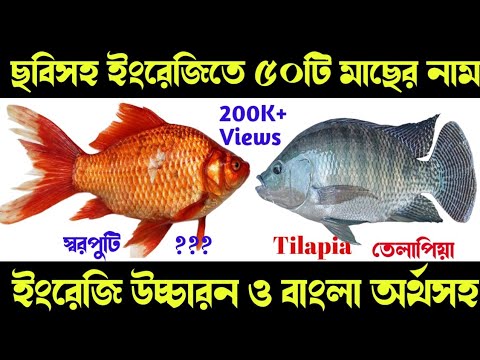 ভিডিও: শাকসব্জি দিয়ে স্টিভ ফিশ