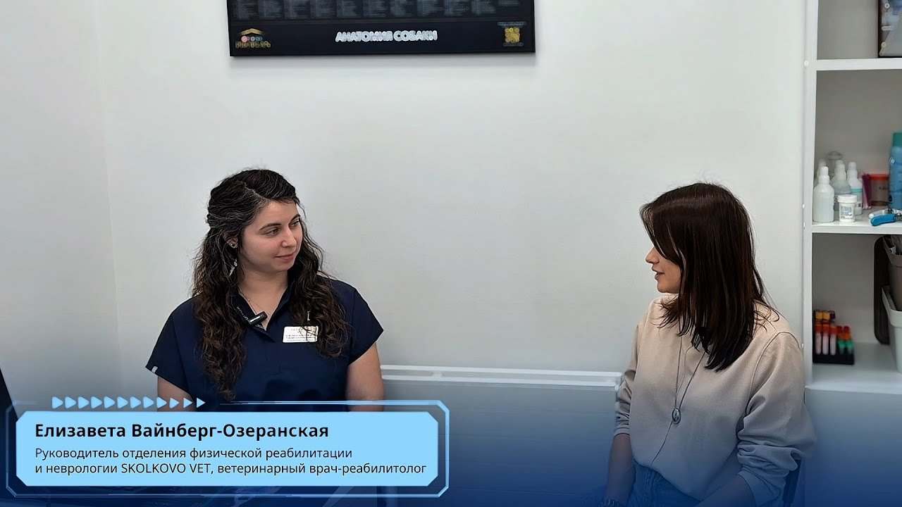 Современная ветеринарная реабилитация: как физиотерапия возвращает животных к активной жизни