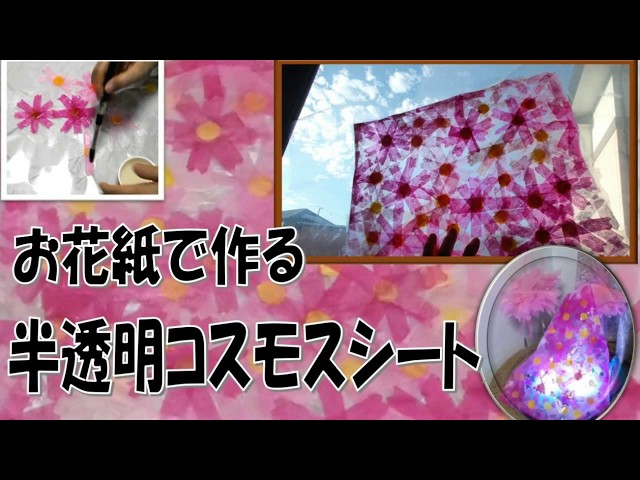 半透明コスモスシートNEW!