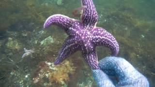 ЯПОНСКОЕ МОРЕ, СБОР МОРЕПРОДУКТОВ , УСТРИЦЫ И МИДИИ, КАК ГОТОВИТЬ УСТРИЦ, МИДИЙ, ЯПОНСКОЕ МОРЕ, СБОР МОРЕПРОДУКТОВ , УСТРИЦЫ И МИДИИ, КАК ГОТОВИТЬ УСТРИЦ, МИДИЙ,