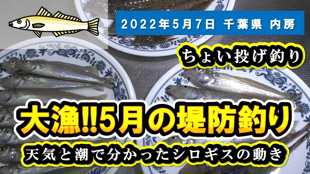 千葉県 内房 大漁 シロギスのポイントが変わった 天候変化と潮の動きで分かるシロギスの生態 5月堤防ちょい投げ釣り 白ギス ホウボウ メゴチ Youtube 千葉県 内房 大漁 シロギスのポイントが変わった 天候変化と潮の動きで分かるシロギスの生態 5月堤防ちょい投げ釣り 白ギス ホウボウ メゴチ Youtube