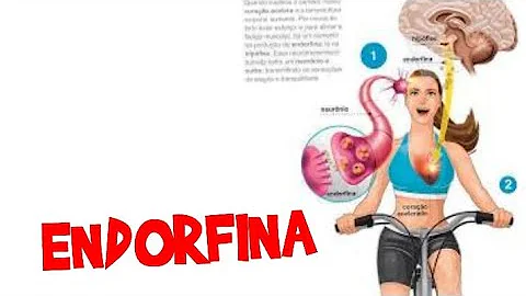 Quais as contribuições que o nosso corpo recebe com a liberação da endorfina?