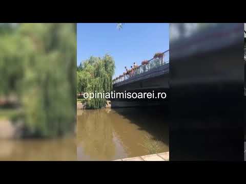 Salturi in Bega de pe Podul Michelangelo, la Timisoara