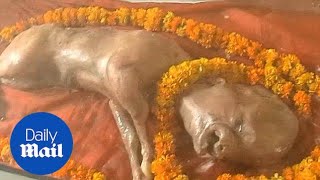 Cow born in India with human-like head is worshipped by locals - Daily Mail