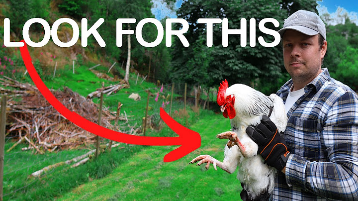 You must NOT ignore this on your chickens!