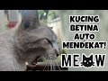 SUARA KUCING JANTAN MEMANGGIL BETINA