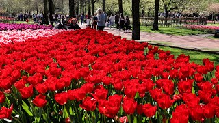 Keukenhof 2024  So beautiful! Colorful Tulips in bloom  4K