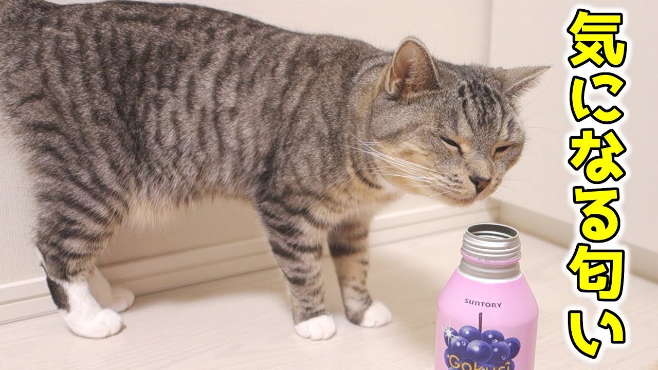 猫はブドウの匂いが好き 嫌い スンスン匂いを嗅ぐ猫ズ 猫 かわいい Youtube 猫はブドウの匂いが好き 嫌い スンスン匂いを嗅ぐ猫ズ 猫 かわいい Youtube