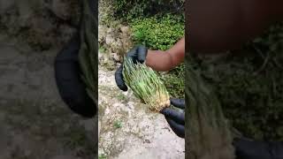 Amazing #Corn growing on the cob