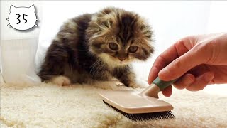 A cute kitten hid behind the curtains, afraid of being brushed. Elle video No.35